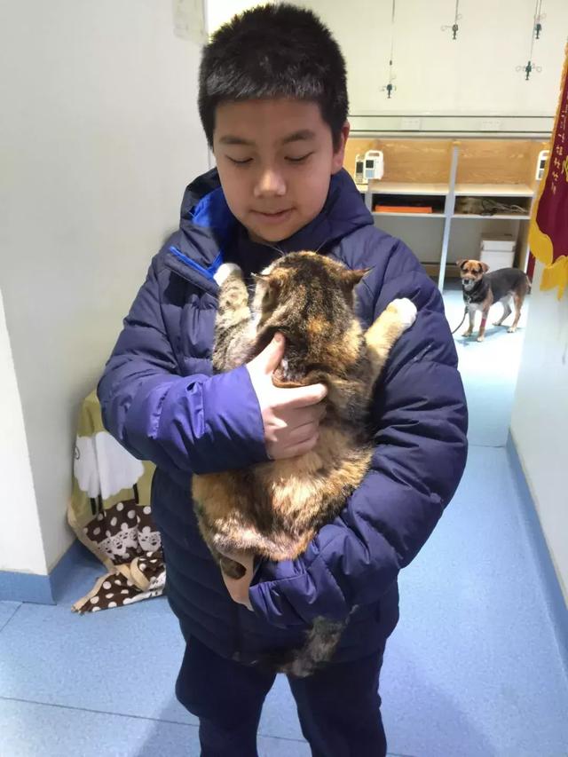 小學生用自己所有的課餘時間，七年內救助了61隻貓咪