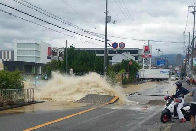 大阪6.1級大地震，京都鹿群離家出走，但貓咪等動物的表現很淡定