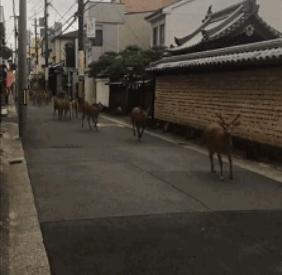 大阪6.1級大地震，京都鹿群離家出走，但貓咪等動物的表現很淡定