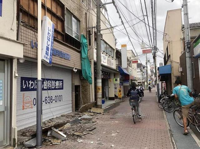 大阪6.1級大地震，京都鹿群離家出走，但貓咪等動物的表現很淡定