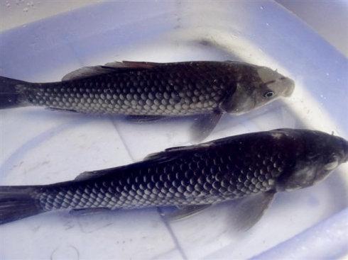健康小知識！鯽魚去腥味做出美味鯽魚湯，只需幾招，很簡單！