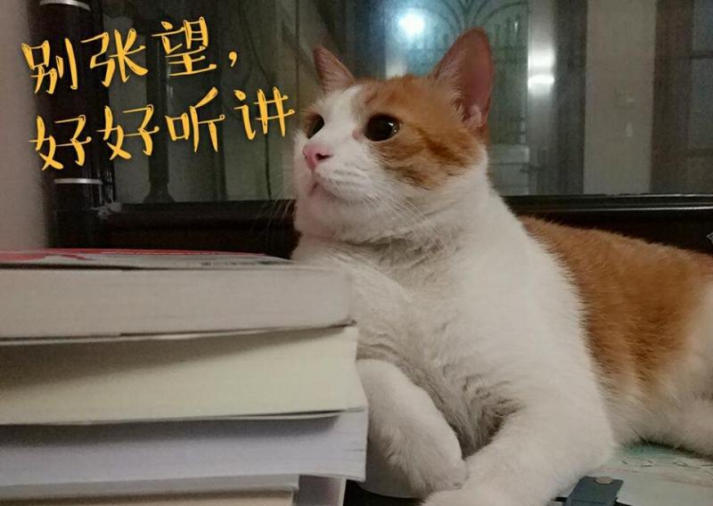 貓奴須知：死亡率95%的貓傳腹到底是什麼病？ 