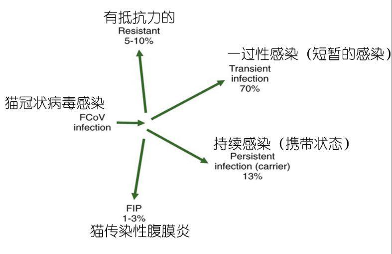 貓奴須知：死亡率95%的貓傳腹到底是什麼病？ 