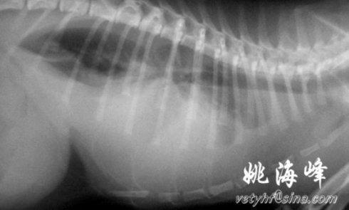 貓奴須知：死亡率95%的貓傳腹到底是什麼病？ 