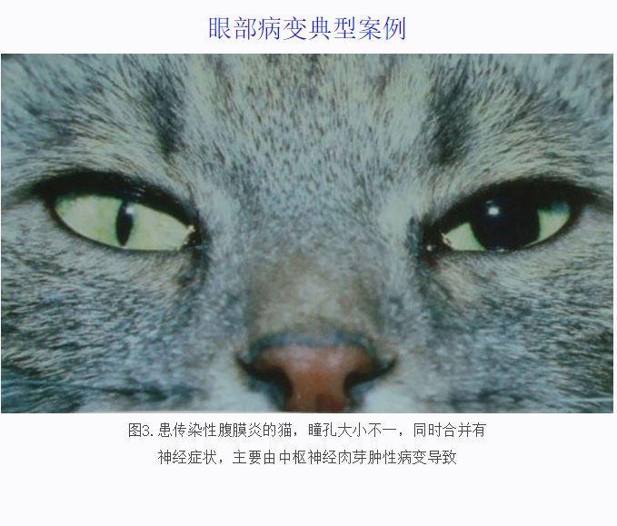 貓奴須知：死亡率95%的貓傳腹到底是什麼病？ 