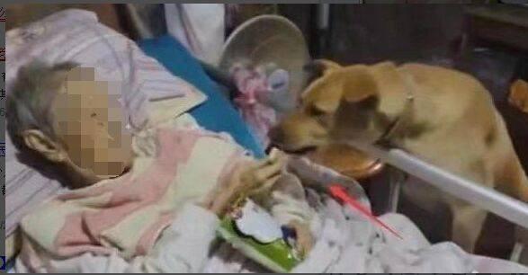 老人走後將遺產給了陌生人，只求能夠好好對待自己的狗狗