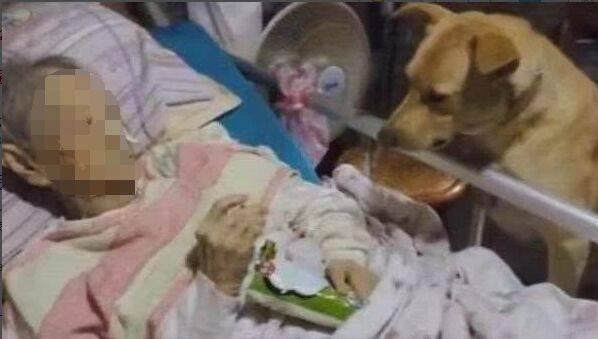 老人走後將遺產給了陌生人，只求能夠好好對待自己的狗狗