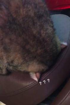 機車上出現「超大虎斑飯糰」，走近一看「超萌真面目」當場笑翻：幹嘛在這做瑜伽啦XD 