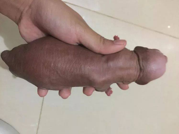 網友分享家裡新生的狗寶寶卻被網站封號，他苦笑：我不是故意的！ 