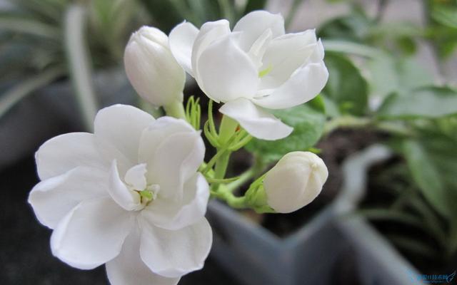 6月23日後，財運大開，買彩票有望中得頭獎的生肖。 