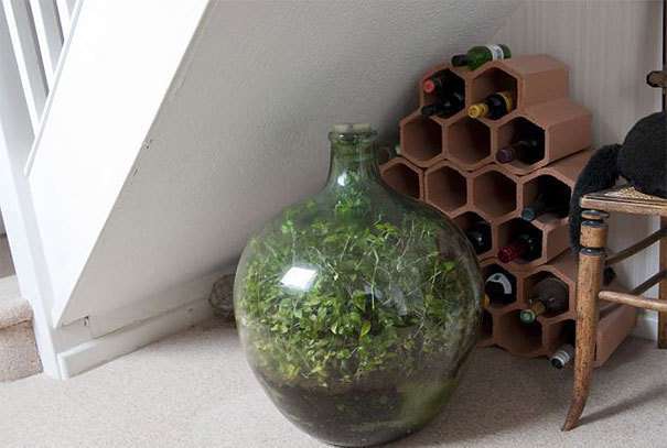 他在密封玻璃瓶中種上植物　58年後成「全球最小生態系」 超神奇