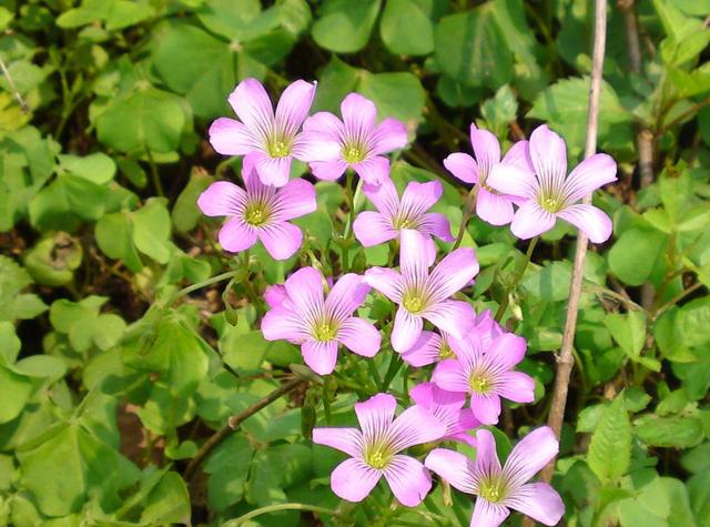 這幾個生肖：22.23.24號3天內一夜暴富，你的貴人來了，別錯過！    