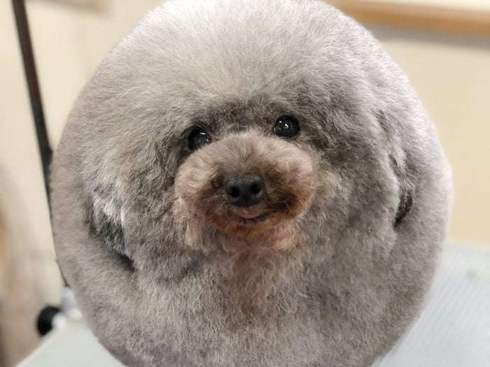 狗狗剪毛後變成「綿羊犬」　圓滾滾的模樣讓大家都想摸摸 