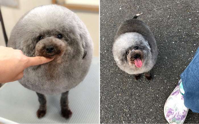 狗狗剪毛後變成「綿羊犬」　圓滾滾的模樣讓大家都想摸摸 