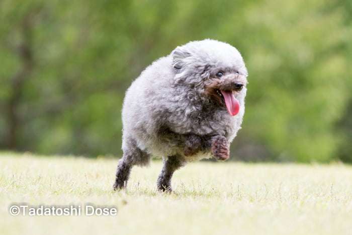 狗狗剪毛後變成「綿羊犬」　圓滾滾的模樣讓大家都想摸摸 