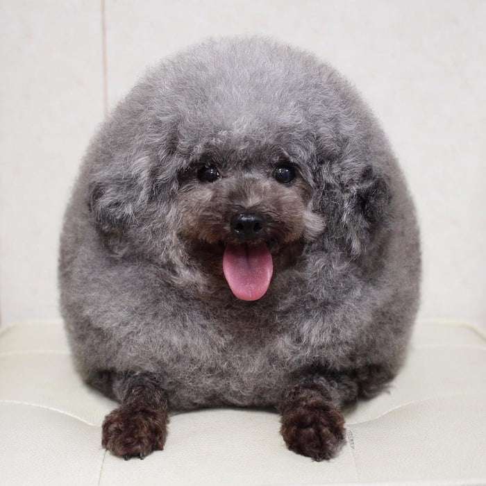狗狗剪毛後變成「綿羊犬」　圓滾滾的模樣讓大家都想摸摸 