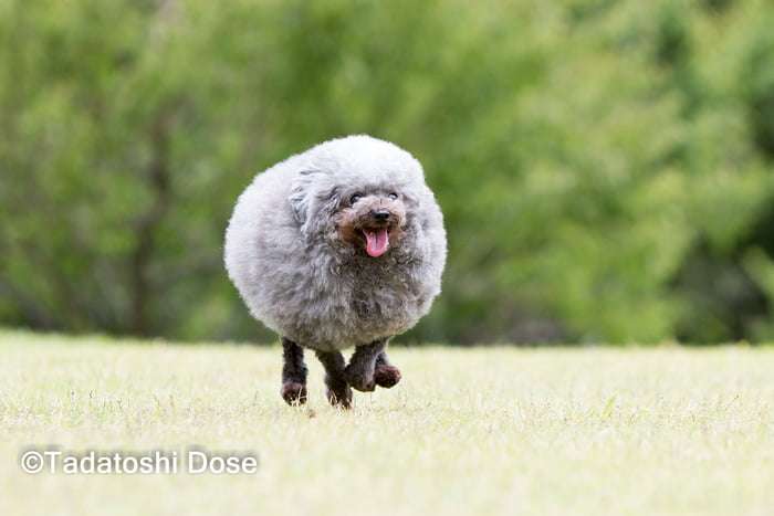 狗狗剪毛後變成「綿羊犬」　圓滾滾的模樣讓大家都想摸摸 