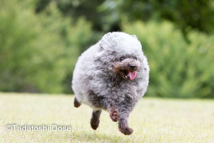 狗狗剪毛後變成「綿羊犬」　圓滾滾的模樣讓大家都想摸摸 