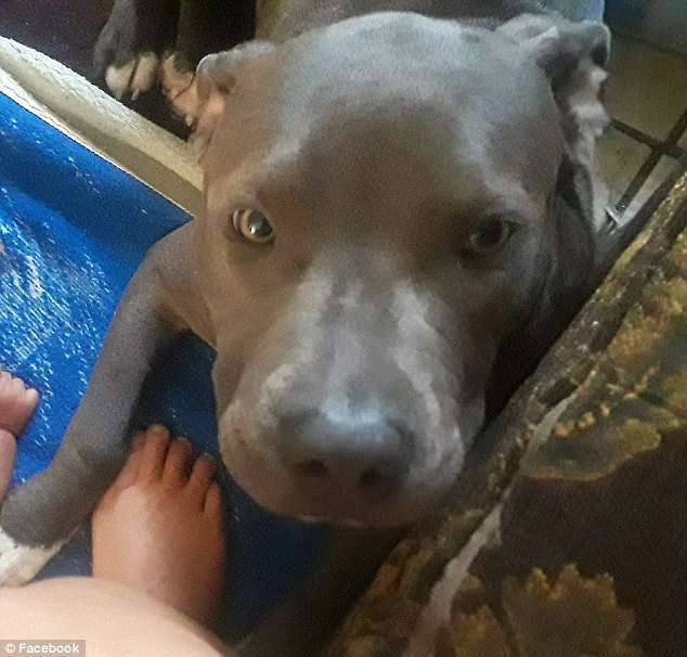 比特犬發現鄰居家火勢燒過來　下一秒「咬女嬰尿布」一起逃生 