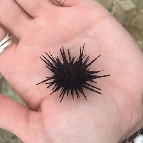 第一次看海膽搶吃高麗菜「模樣萌死人」　日網友被療癒哭：牠們在拔河 
