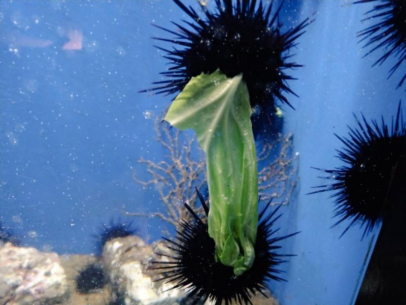 第一次看海膽搶吃高麗菜「模樣萌死人」　日網友被療癒哭：牠們在拔河 
