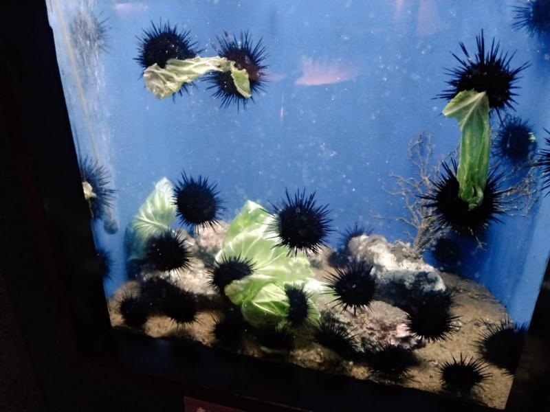第一次看海膽搶吃高麗菜「模樣萌死人」　日網友被療癒哭：牠們在拔河 