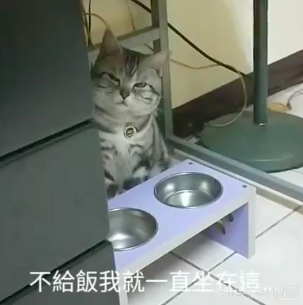 結紮前被禁食　貓皇看看空碗…再望向奴才：你竟敢要朕挨餓？ 