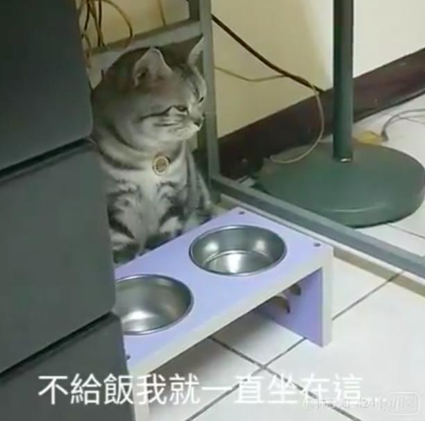 結紮前被禁食　貓皇看看空碗…再望向奴才：你竟敢要朕挨餓？ 