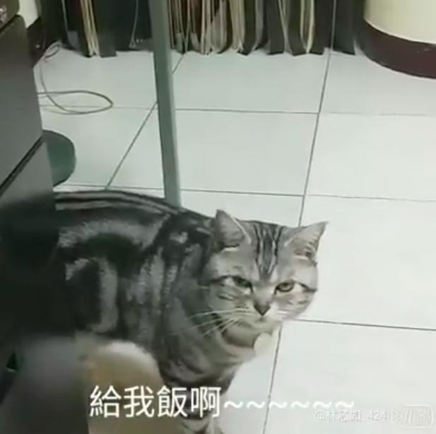 結紮前被禁食　貓皇看看空碗…再望向奴才：你竟敢要朕挨餓？ 