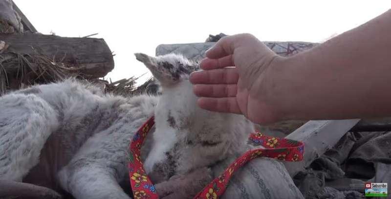 受傷狗狗被丟棄垃圾場絕望等死　好心男子暖心救援一年後華麗變身 