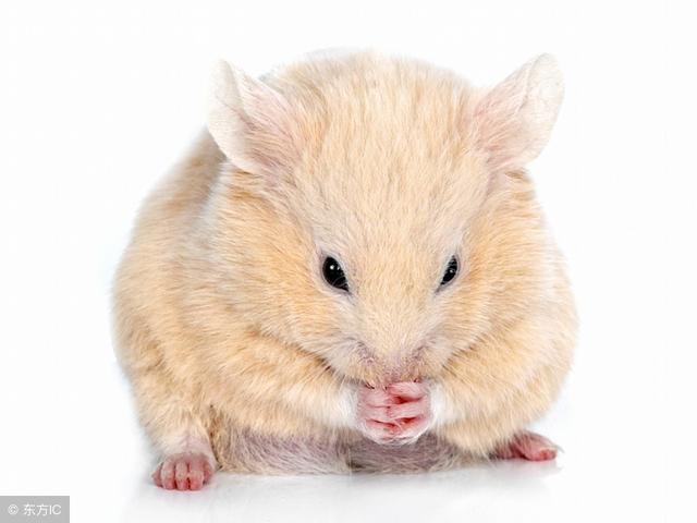 這幾個生肖：6月21.22.23號3天內天降橫財，你的好運來了，錯過要等20年 