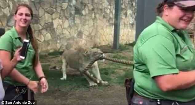 拔河比賽「3名摔角手 VS 2歲小獅子」　壯男崩潰大喊：牠完全沒在動 