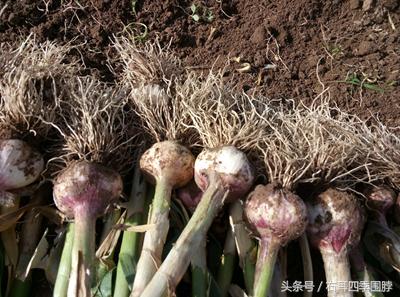 不用鹽，不用水，不用洗，不用晾，教你腌出美味的糖醋蒜