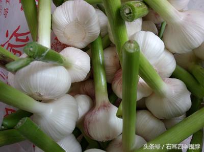 不用鹽，不用水，不用洗，不用晾，教你腌出美味的糖醋蒜