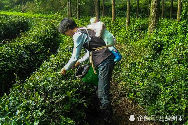 神母瘤男童又患白血病世界罕見 ，孩子疼痛難忍，在病床上痛哭干苦力背娃採茶全家搏命救孩子