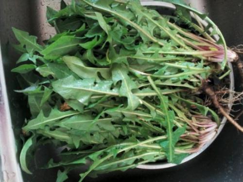蒲公英的食用方法及藥效