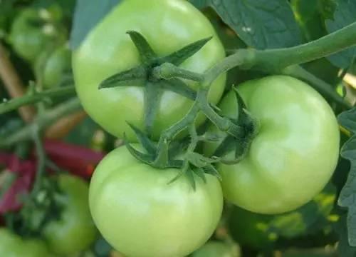 蔬菜生吃好、還是炒熟了吃好？營養師：4種蔬菜生吃小心食物中毒