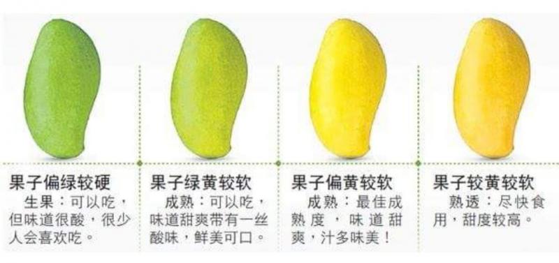 長知識！ 教你秒懂芒果 