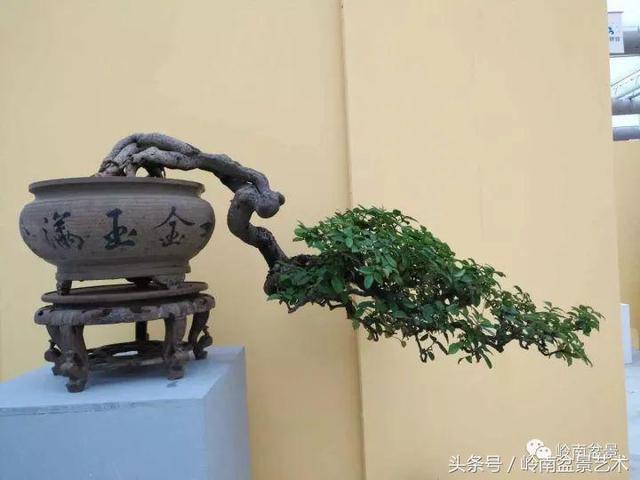 玩盆景，急不來!!!