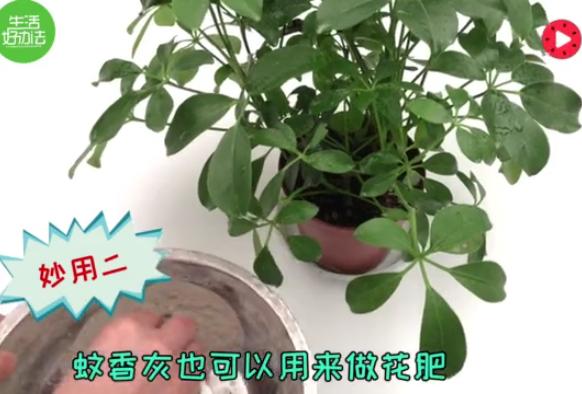 蚊香燒完，蚊香灰千萬別倒掉了！它的這5個妙用，家家戶戶都能用得上！ 