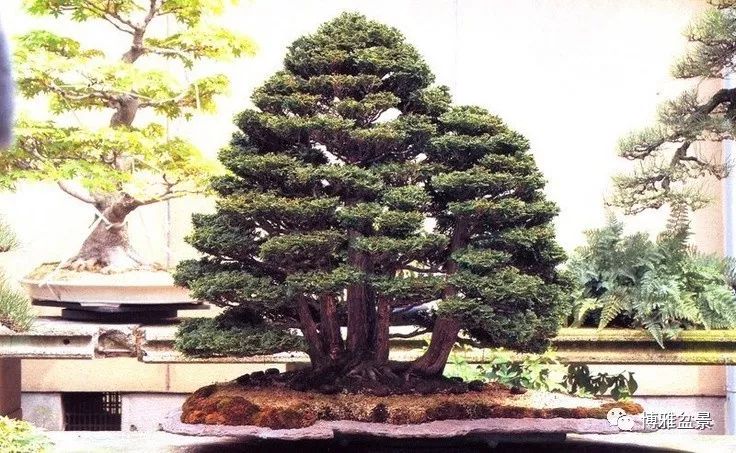 盆景創作入手巧奇布局，小中見大 