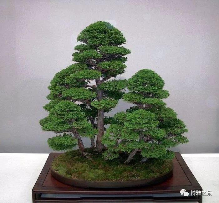 盆景創作入手巧奇布局，小中見大 