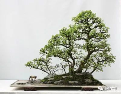 盆景創作入手巧奇布局，小中見大 