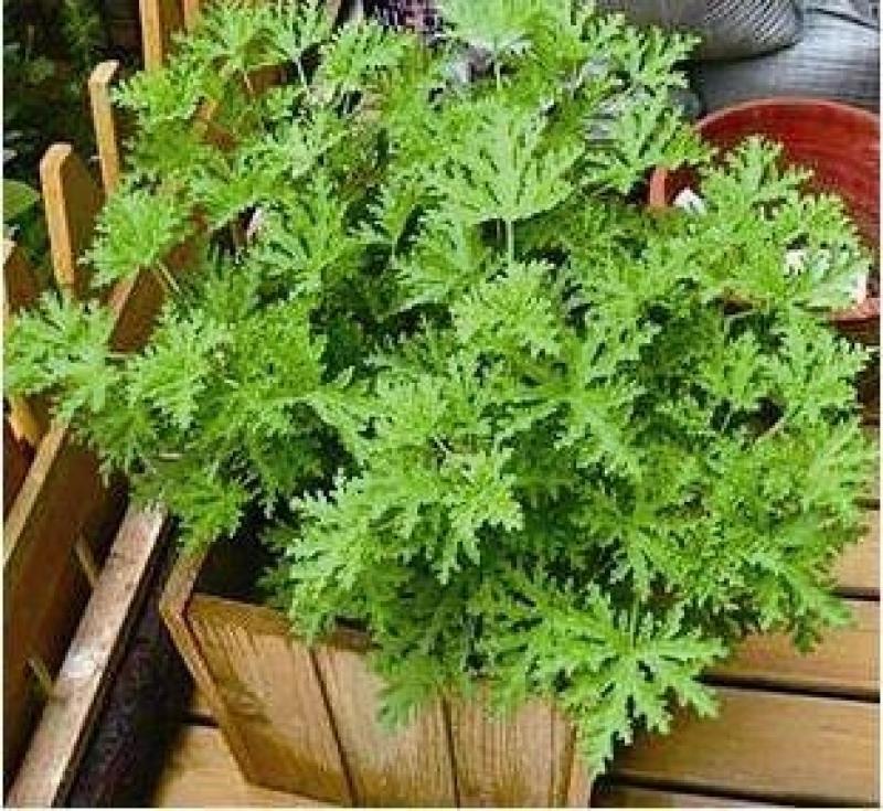 衛生間放一盆這個花，再也沒有異味了，蚊蟲也不見了！