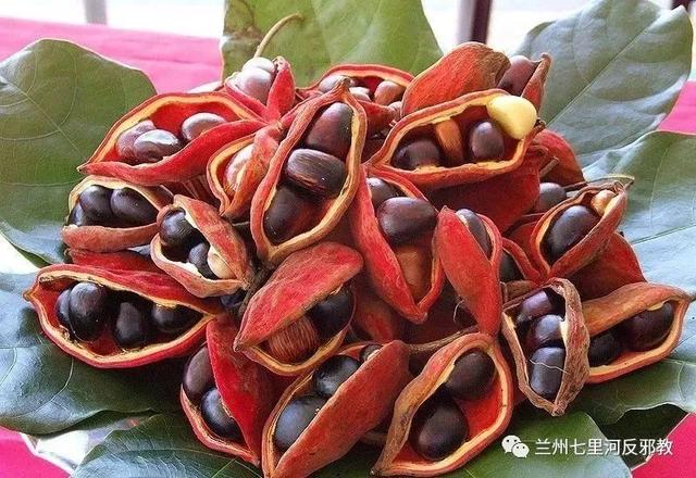 各種水果功效大全，讓你吃的明白吃的放心！