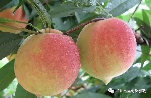 各種水果功效大全，讓你吃的明白吃的放心！