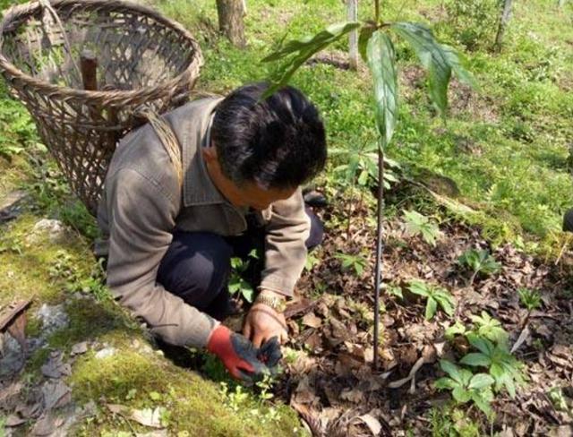 農民上山採藥撿到一枚金屬片，國家無償收走，現在成國寶，禁止對外展出！ 