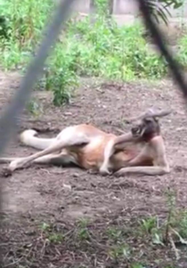 逛木柵動物園驚見「工讀生」偷懶 網笑噴淚：一定要檢舉