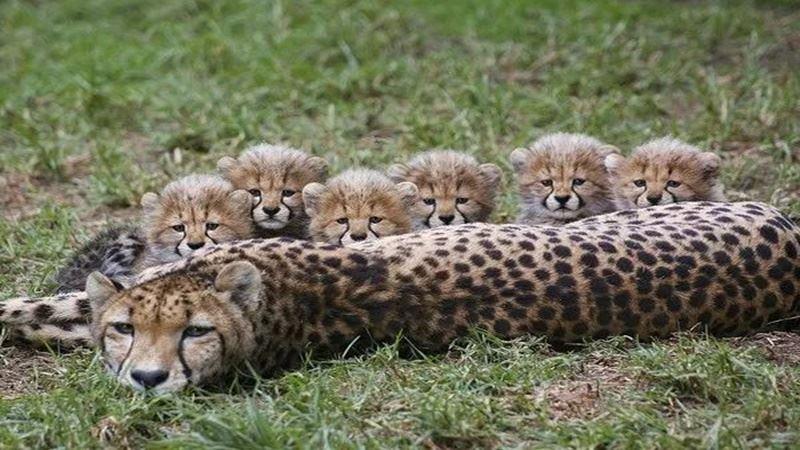 逛木柵動物園驚見「工讀生」偷懶 網笑噴淚：一定要檢舉