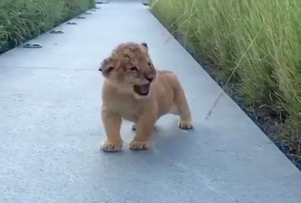 小獅王學把拔「霸氣一吼！」我卻不爭氣的笑了，網友直呼：太可愛了拉